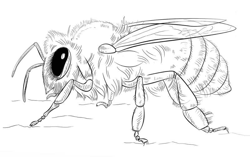 Desenho de Abelhas para colorir e imprimir: número 15