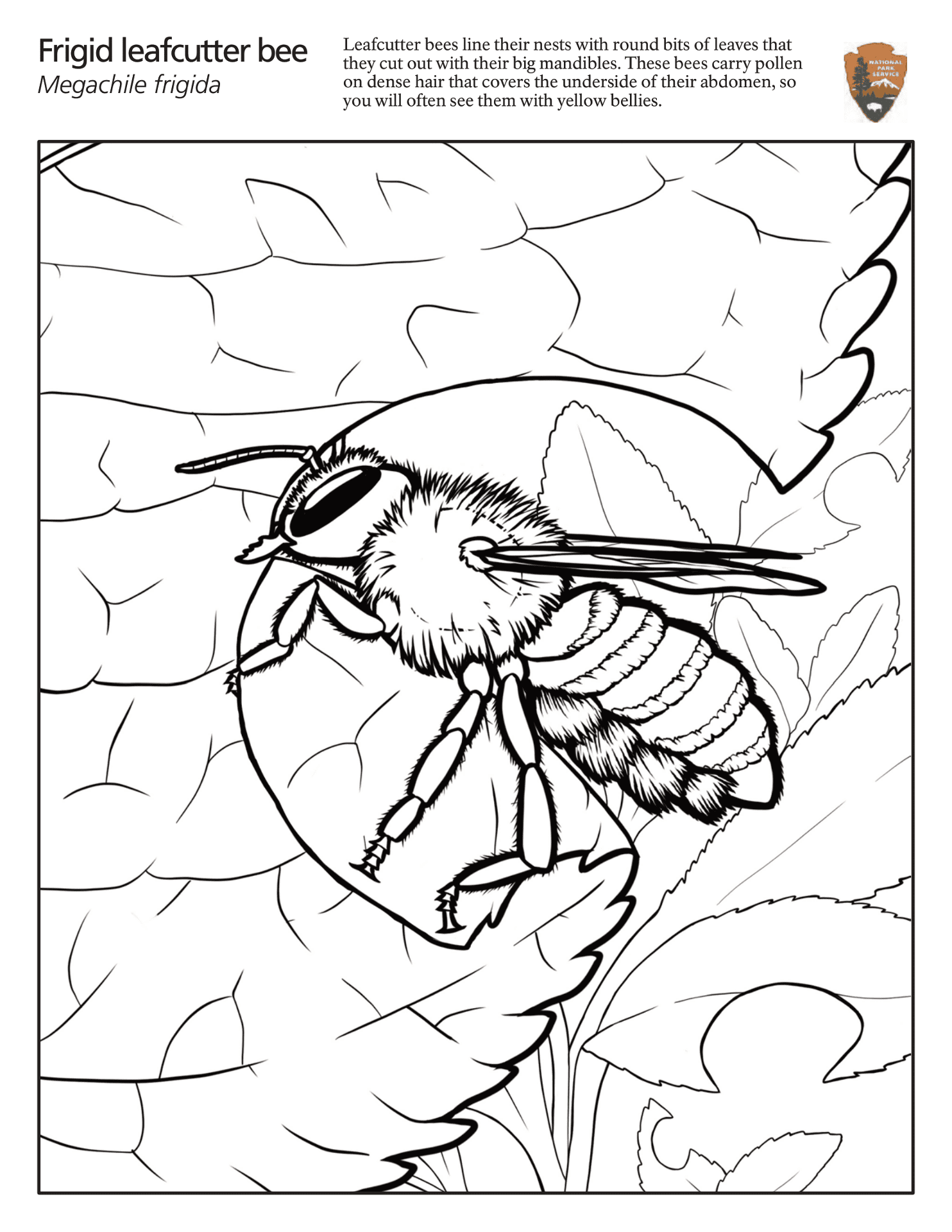 Desenho de Abelhas para colorir e imprimir: número 19