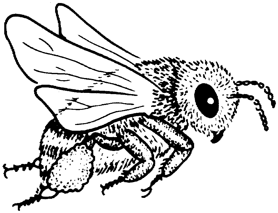 Desenho de Abelhas para colorir