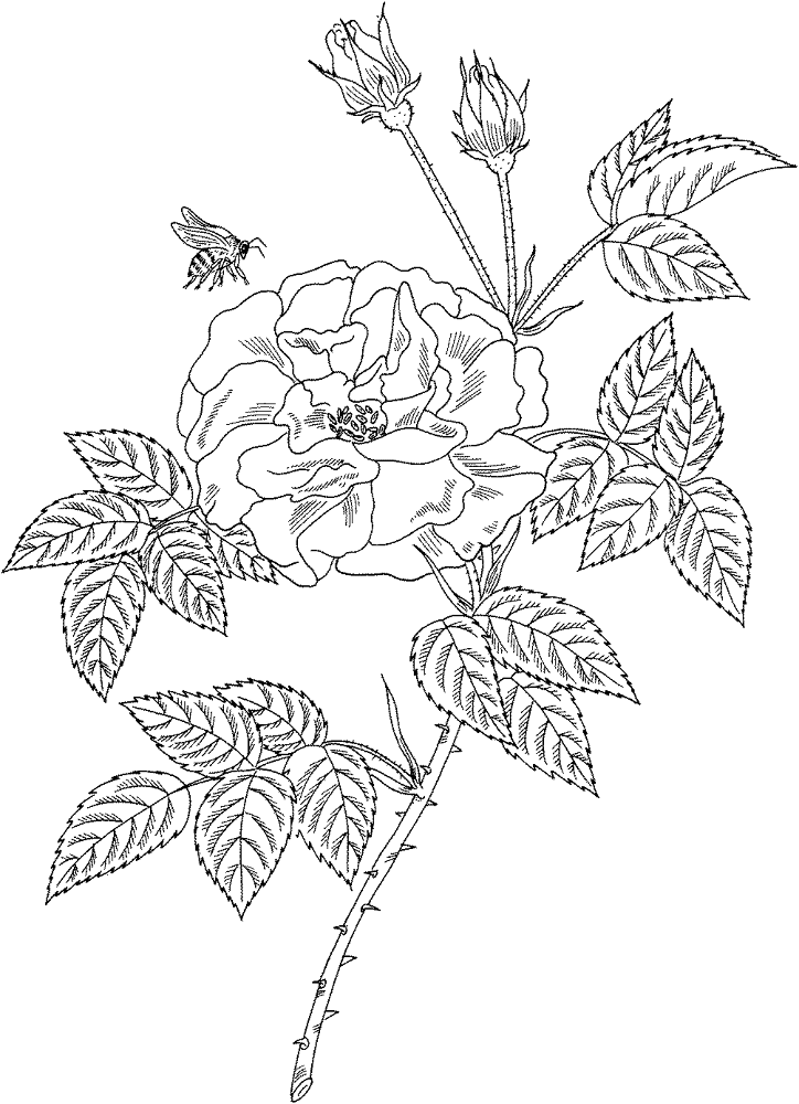 Desenho de Abelhas para colorir