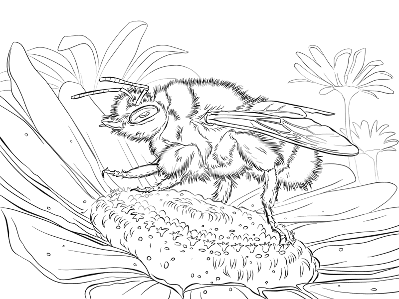Desenho de Abelhas para colorir