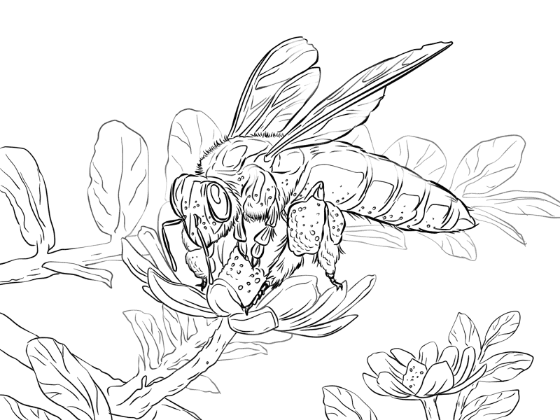 Desenho de Abelhas para colorir