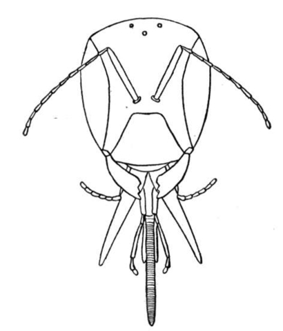 Desenho de Abelhas para colorir