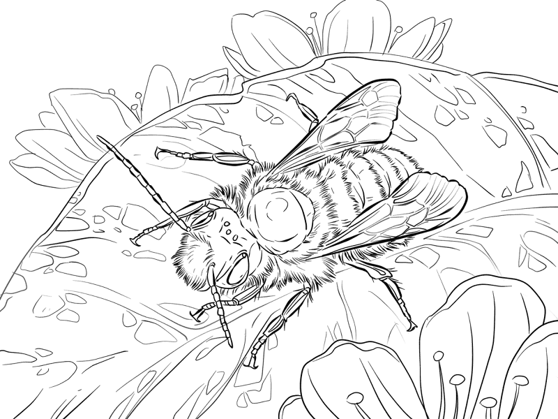 Desenho de Abelhas para colorir