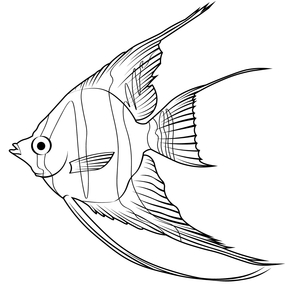 Desenho de Acará para colorir e imprimir: número 4