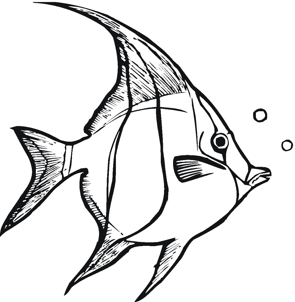 Desenho de Acará para colorir e imprimir: número 6