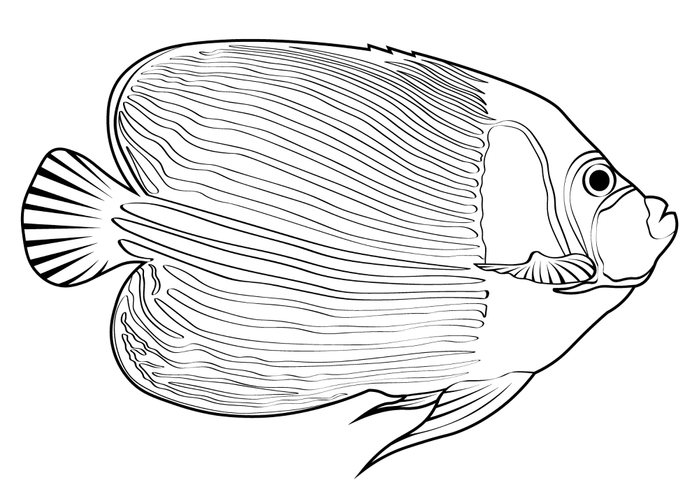 Desenho de Acará para colorir e imprimir: número 13