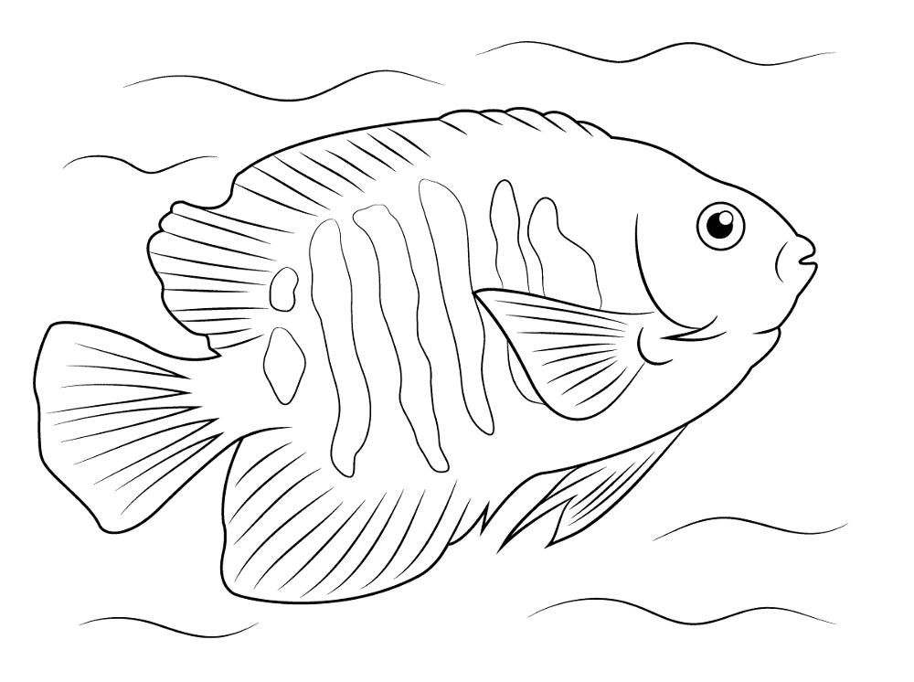 Desenho de Acará para colorir e imprimir: número 16