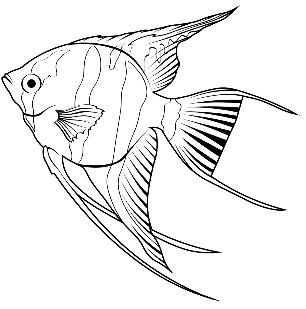 Desenho de Acará para colorir e imprimir: número 17