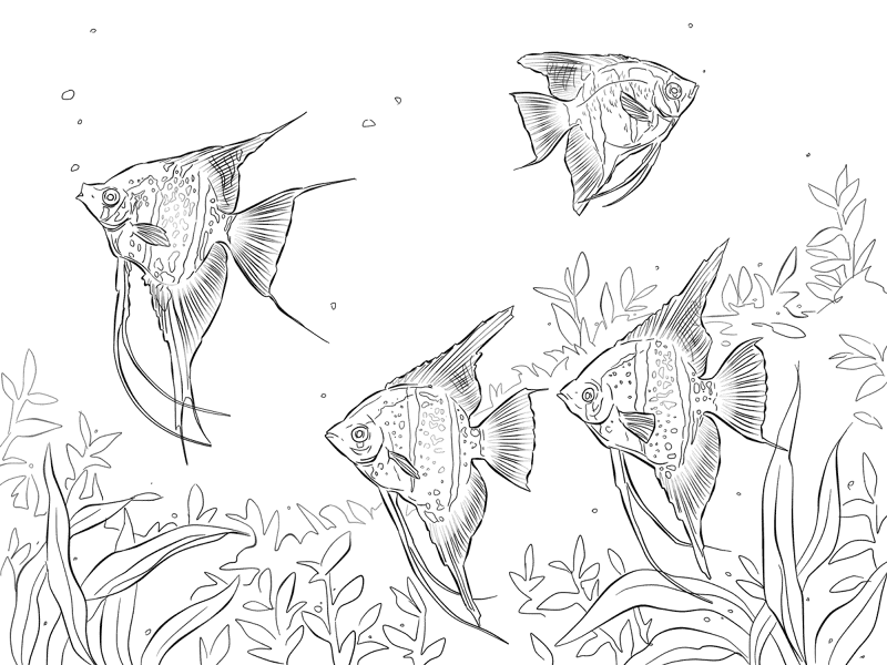 Desenho de Acará para colorir e imprimir: número 18