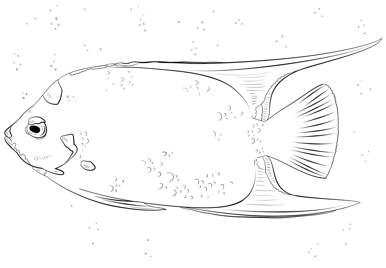 Desenho de Acará para colorir e imprimir: número 20