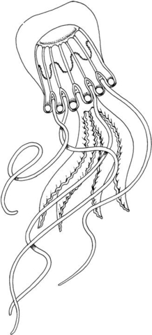 Desenho de Água Viva para colorir e imprimir: número 21