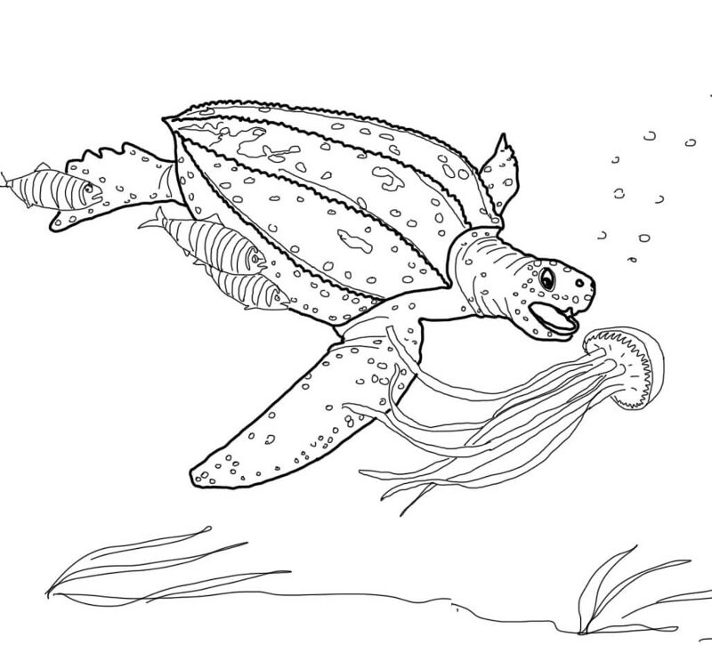 Desenho de Água Viva para colorir e imprimir: número 37