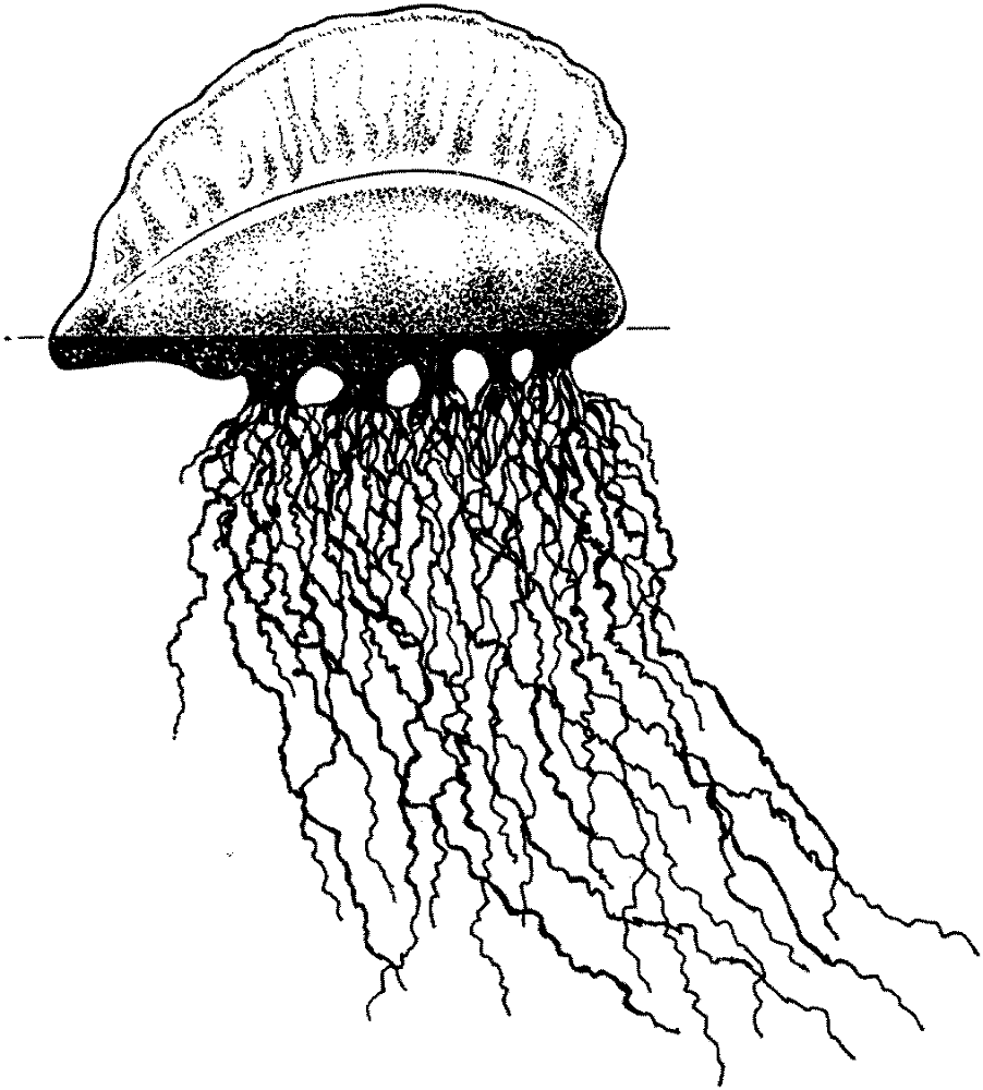 Desenho de Água Viva para colorir e imprimir: número 45