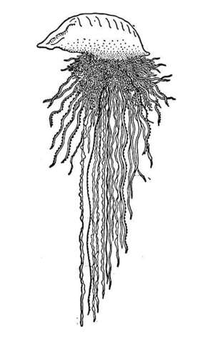 Desenho de Água Viva para colorir e imprimir: número 46