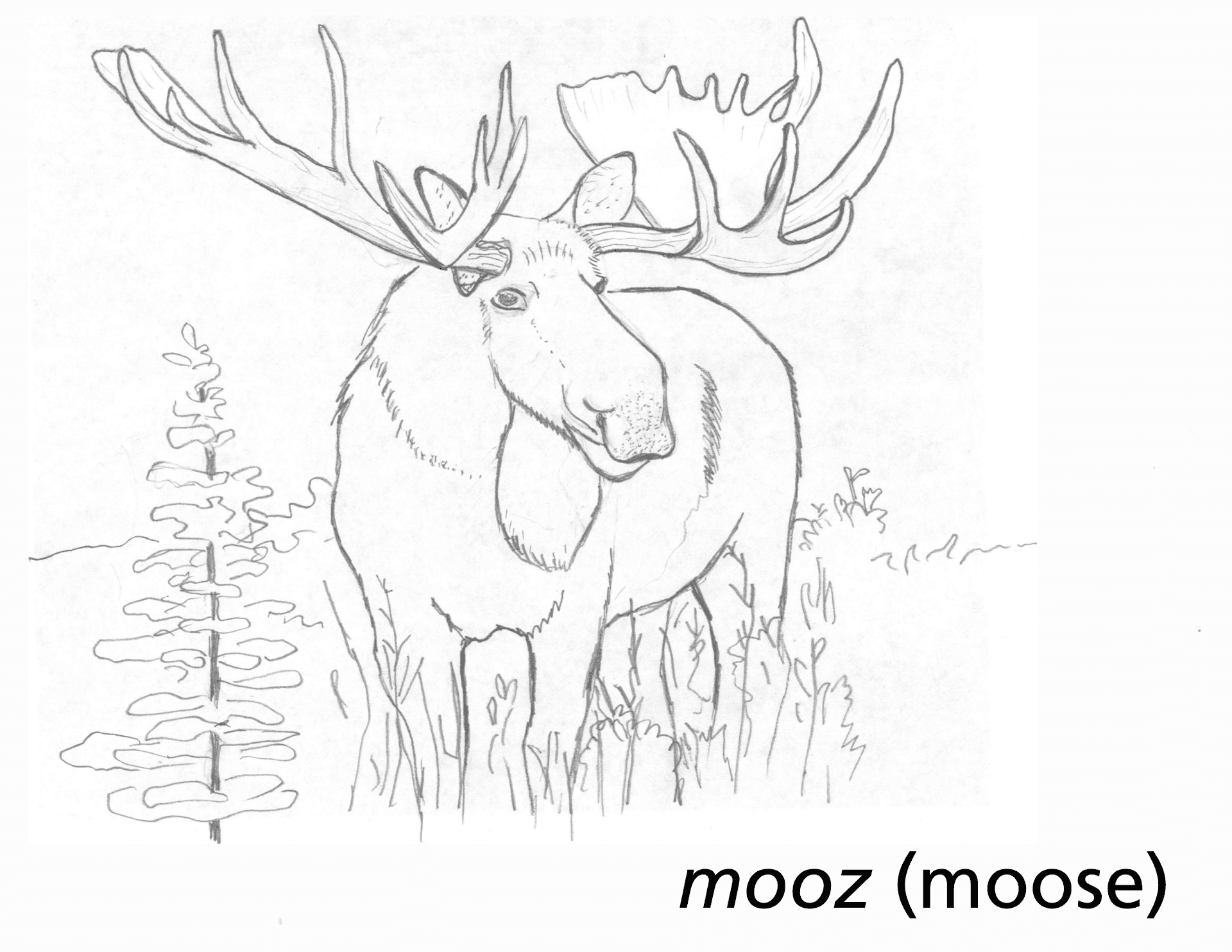 Desenho de Alce para colorir e imprimir: número 4