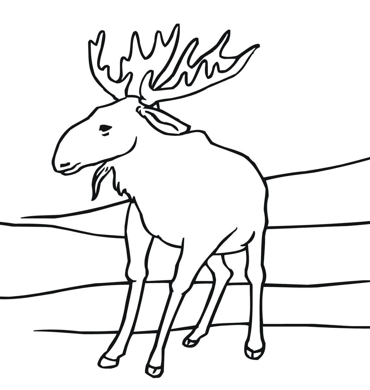 Desenho de Alce para colorir e imprimir: número 11