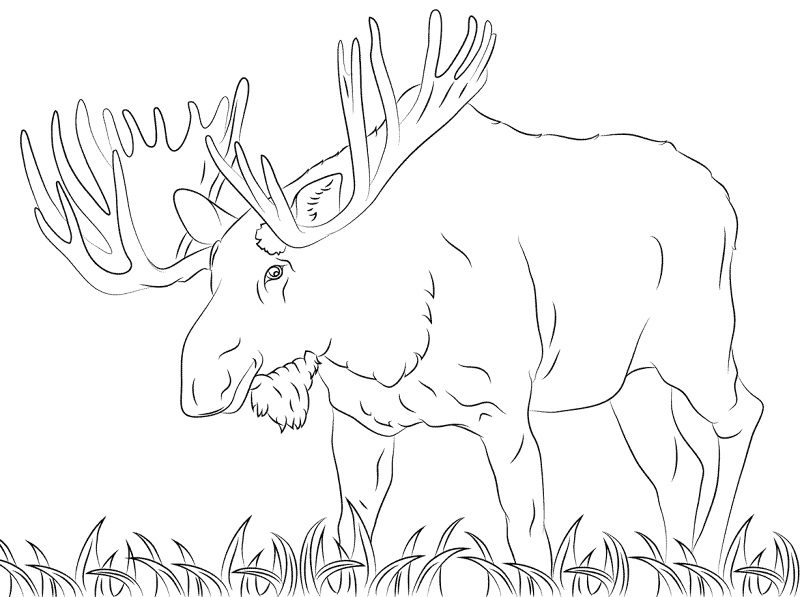 Desenho de Alce para colorir e imprimir: número 12