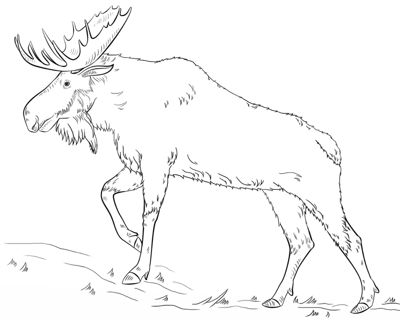 Desenho de Alce para colorir e imprimir: número 13