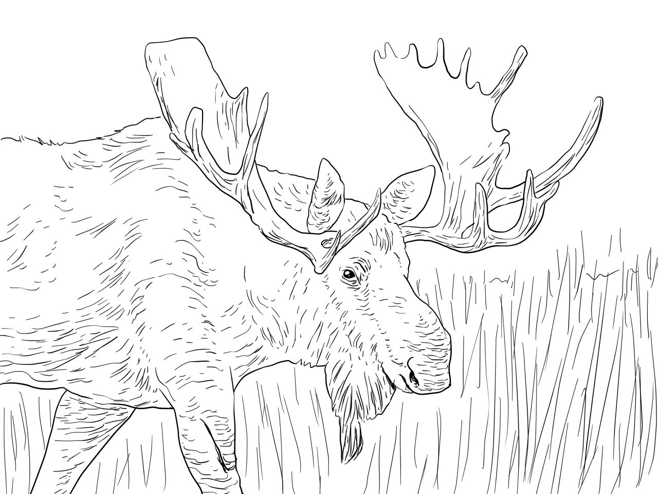 Desenho de Alce para colorir e imprimir: número 17