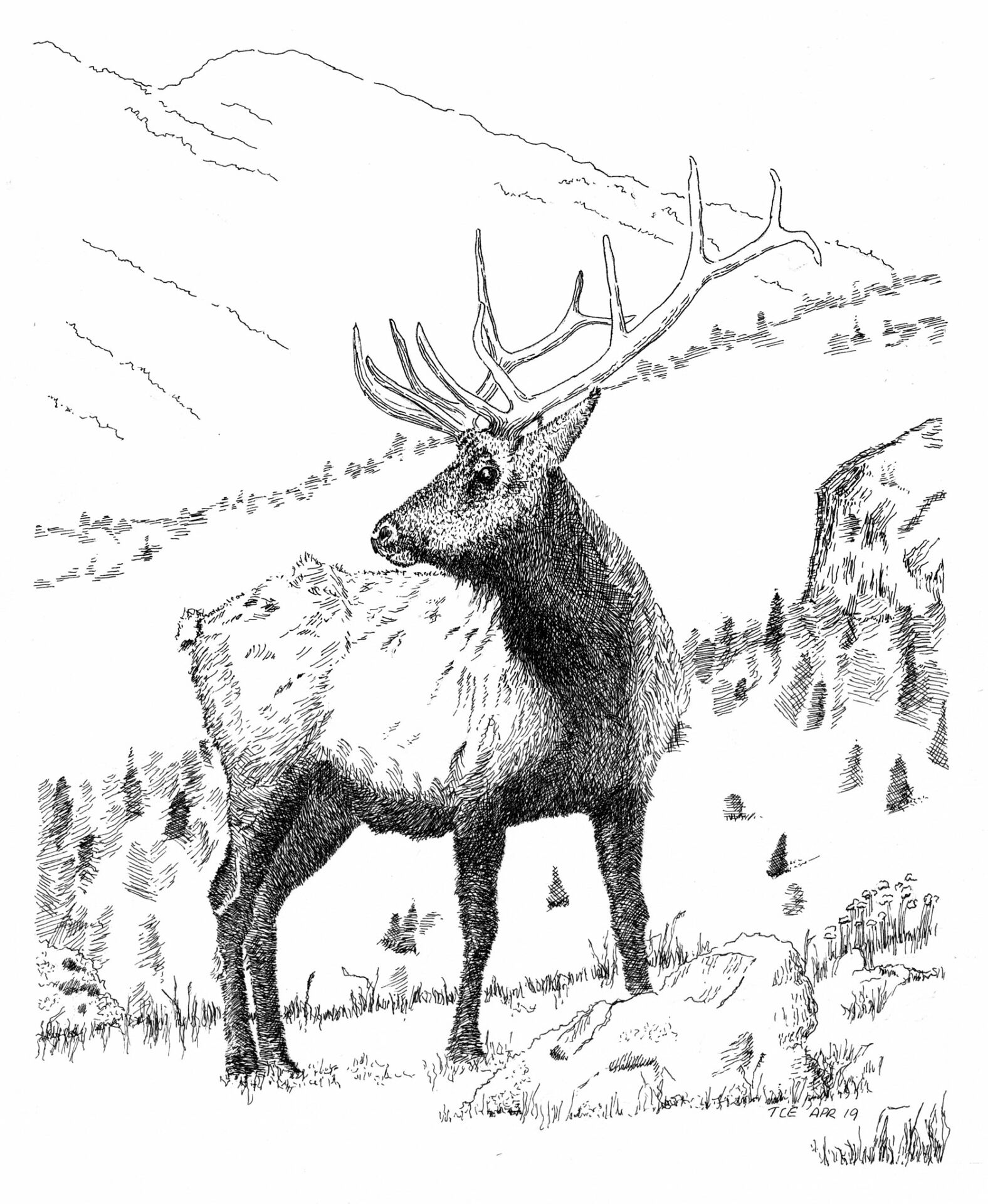 Desenho de Alce para colorir e imprimir: número 21