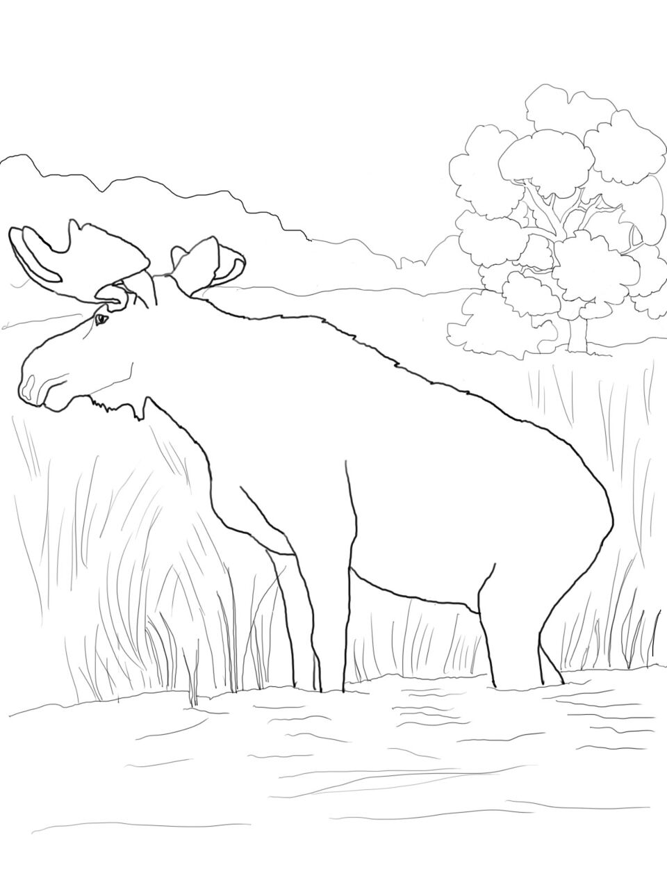 Desenho de Alce para colorir e imprimir: número 23