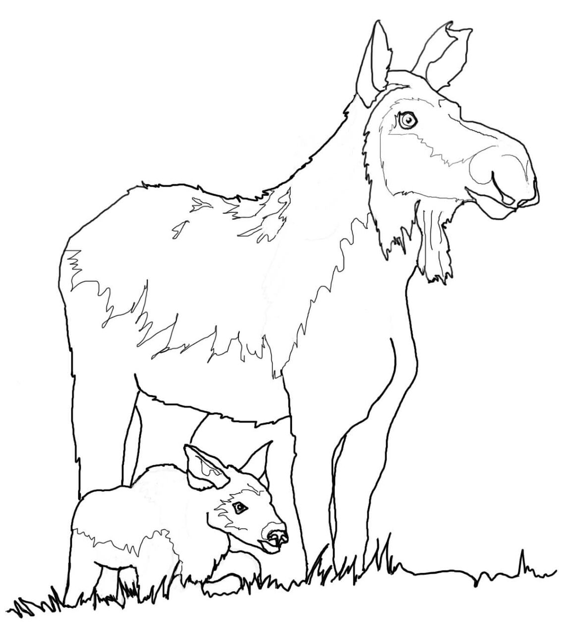 Desenho de Alce para colorir e imprimir: número 28