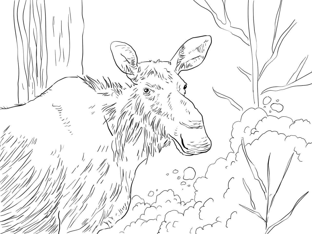 Desenho de Alce para colorir e imprimir: número 30