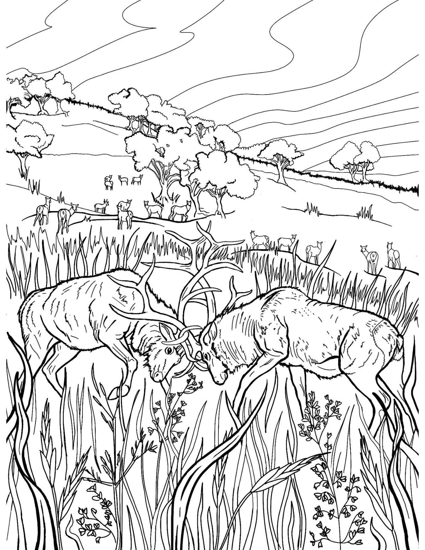 Desenho de Alce para colorir e imprimir: número 31