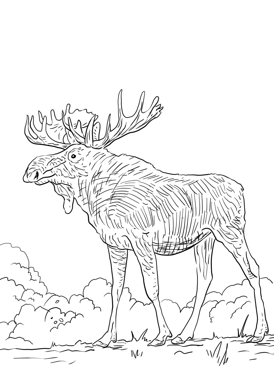 Desenho de Alce para colorir e imprimir: número 34