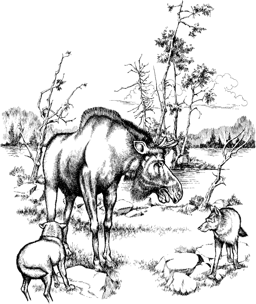 Desenho de Alce para colorir e imprimir: número 41