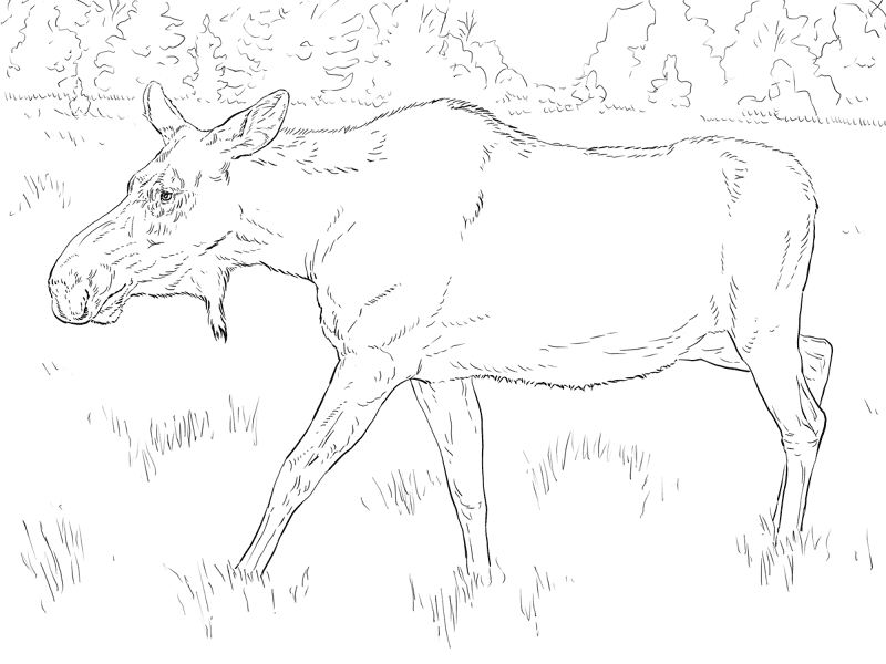 Desenho de Alce para colorir e imprimir: número 45