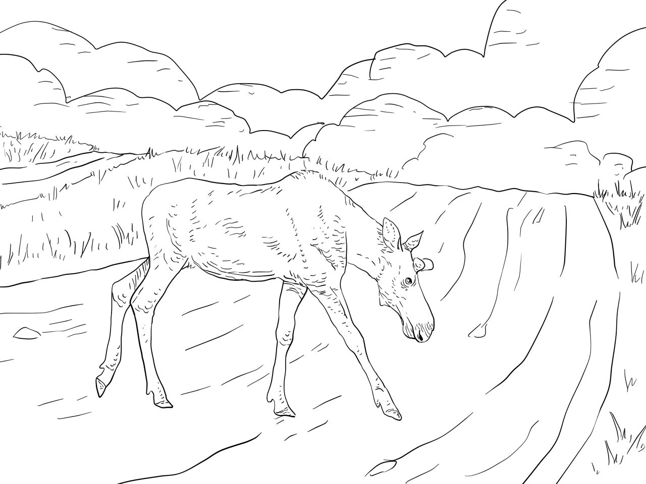 Desenho de Alce para colorir e imprimir: número 47