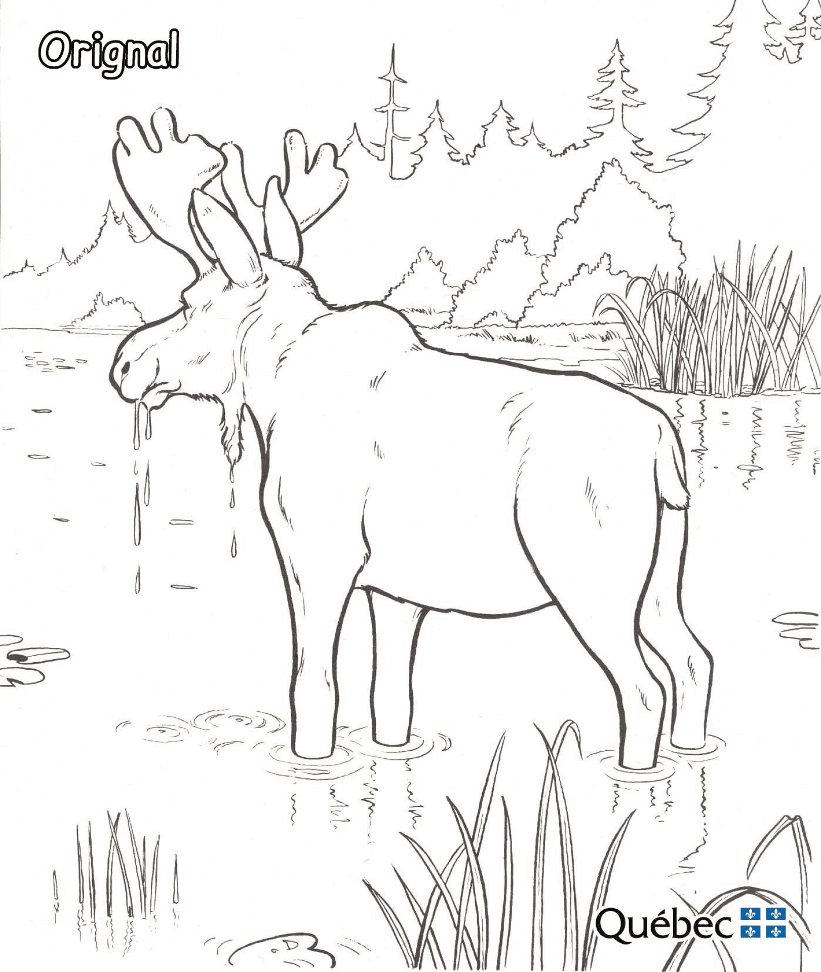 Desenho de Alce para colorir