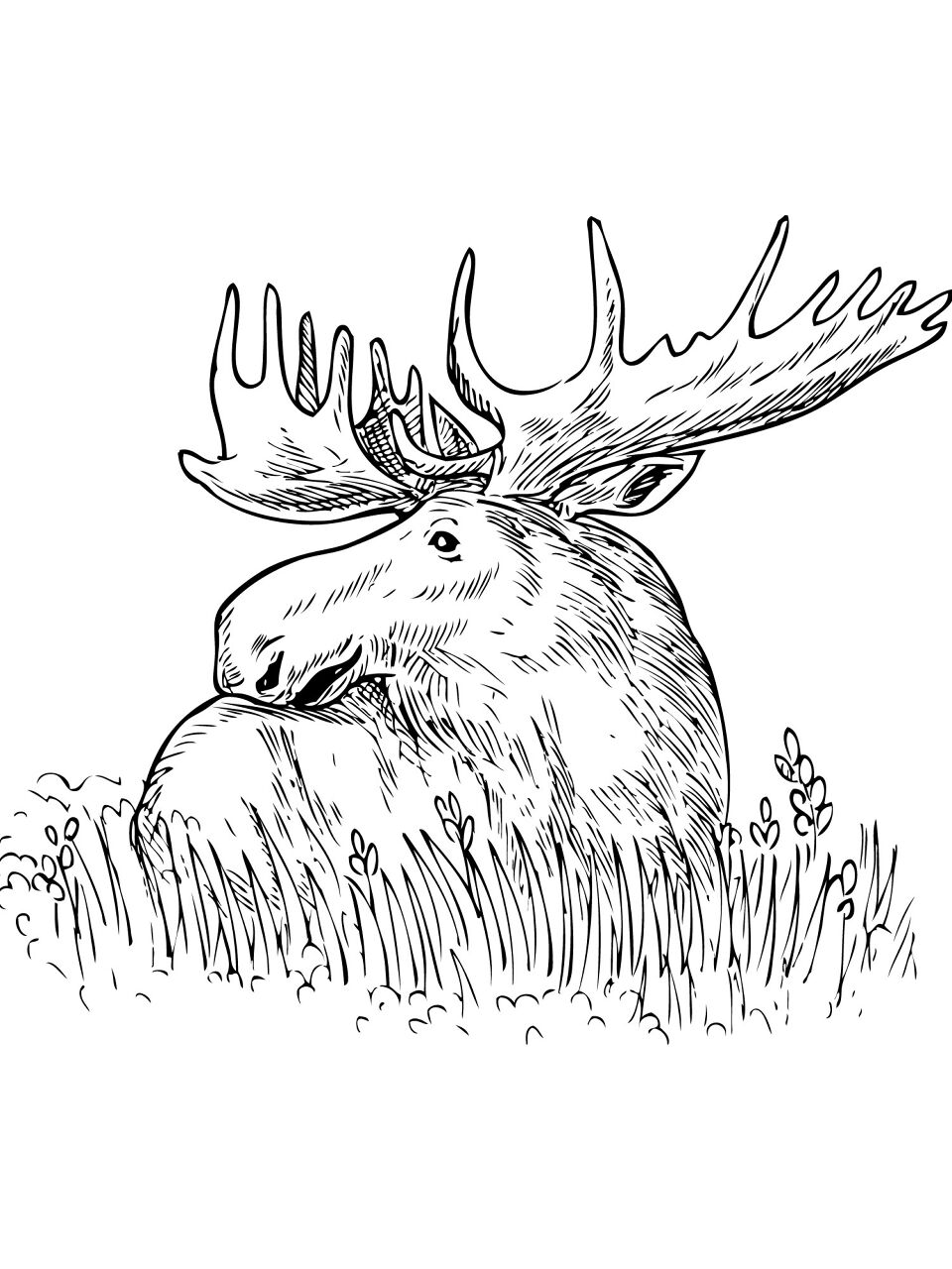 Desenho de Alce para colorir