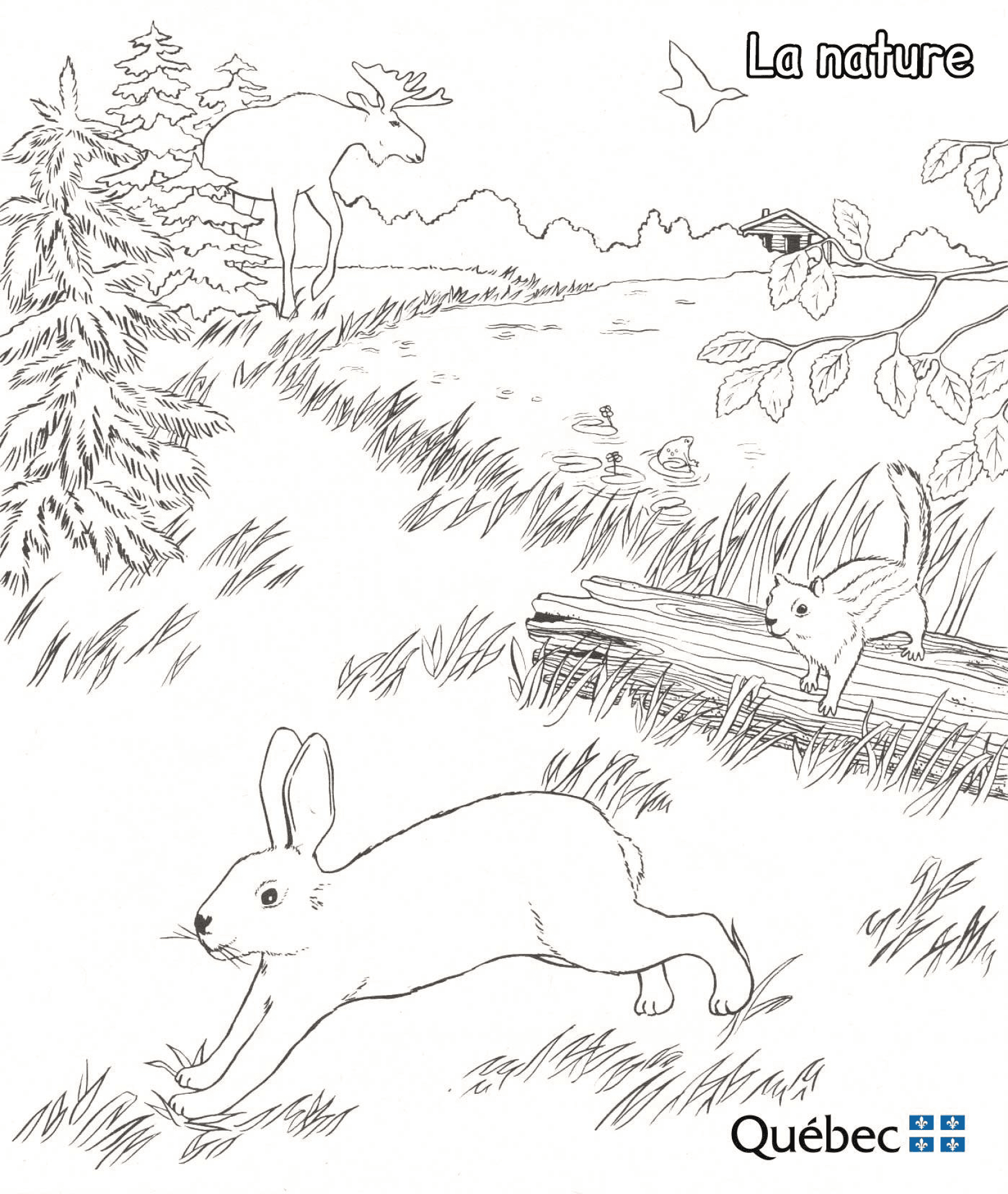 Desenho de Alce para colorir
