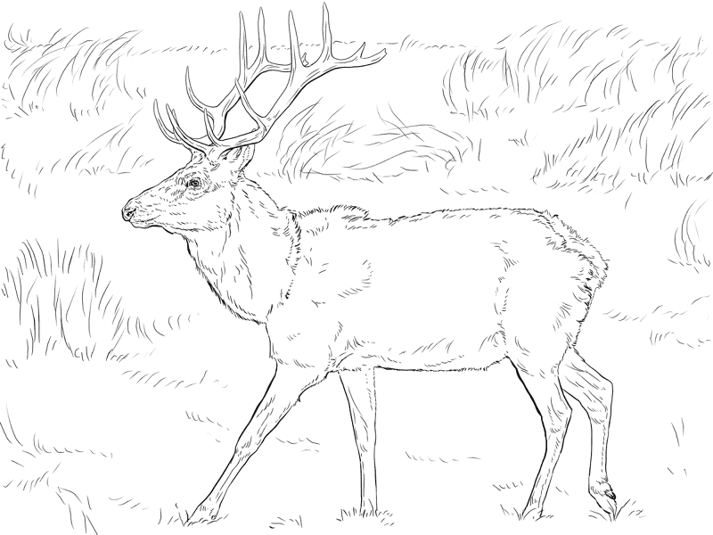 Desenho de Alce para colorir
