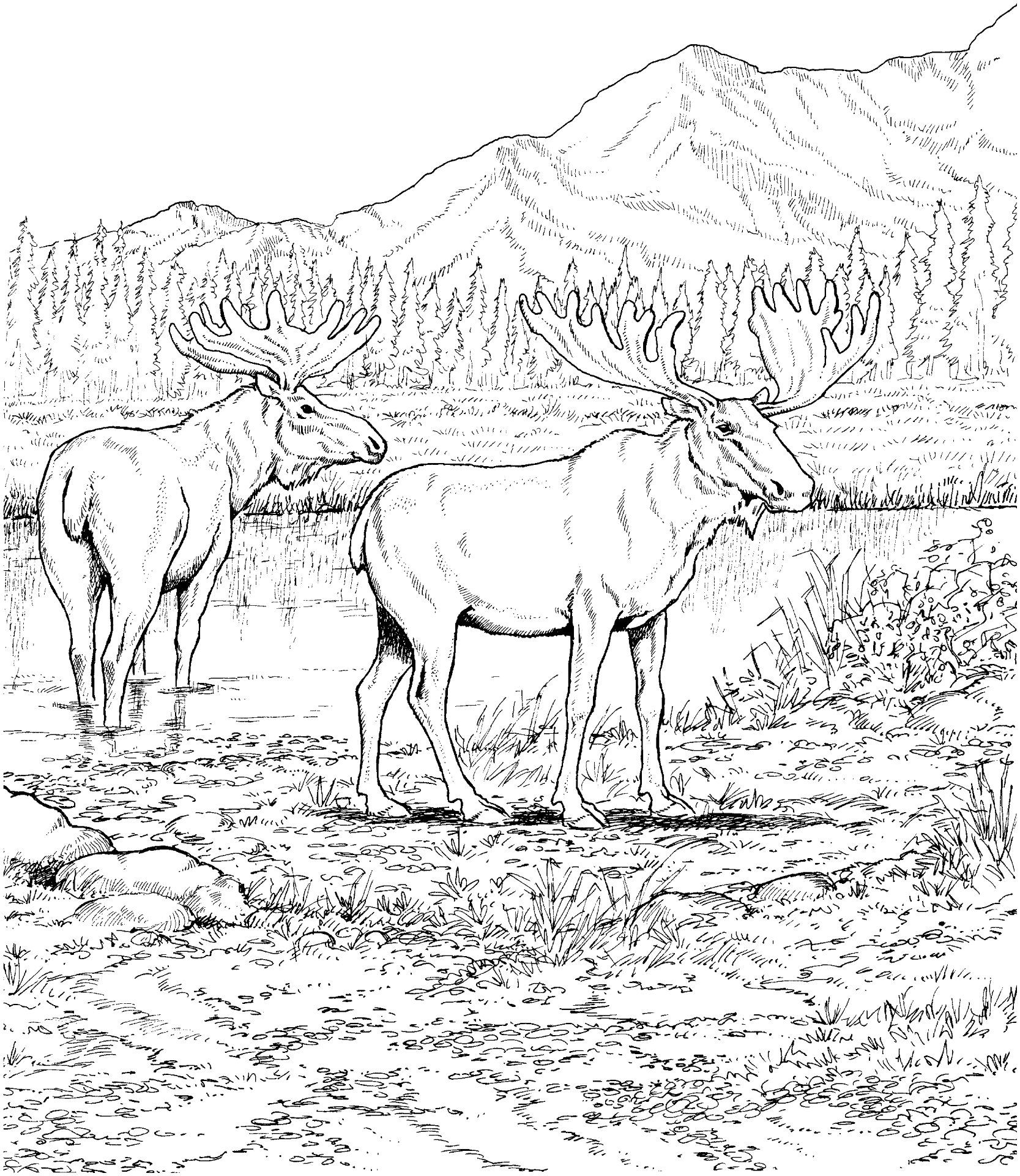 Desenho de Alce para colorir