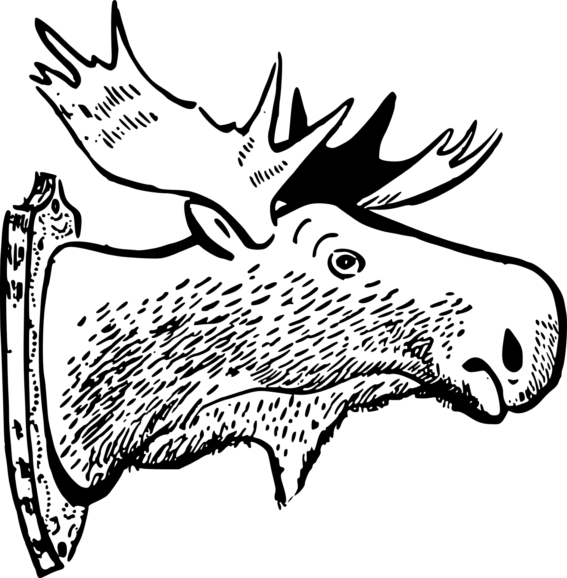 Desenho de Alce para colorir