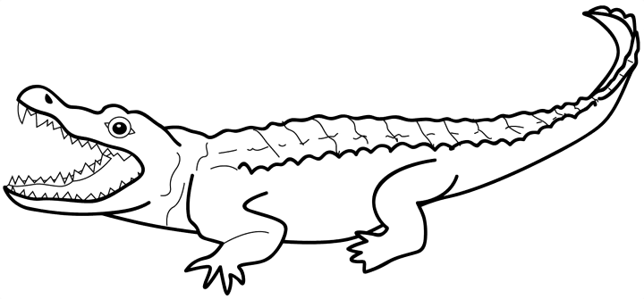 Desenho de Aligátor para colorir e imprimir: número 13