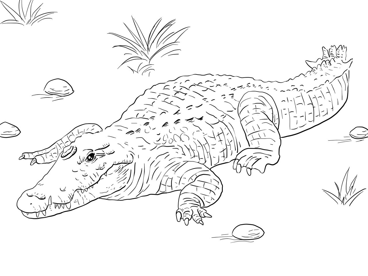 Desenho de Aligátor para colorir e imprimir: número 23