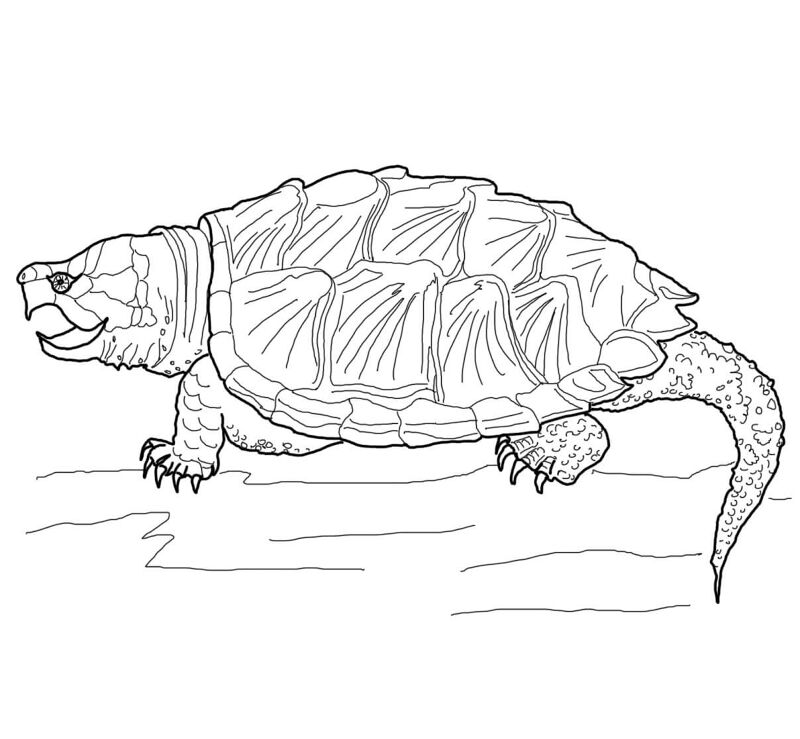 Desenho de Aligátor para colorir e imprimir: número 28