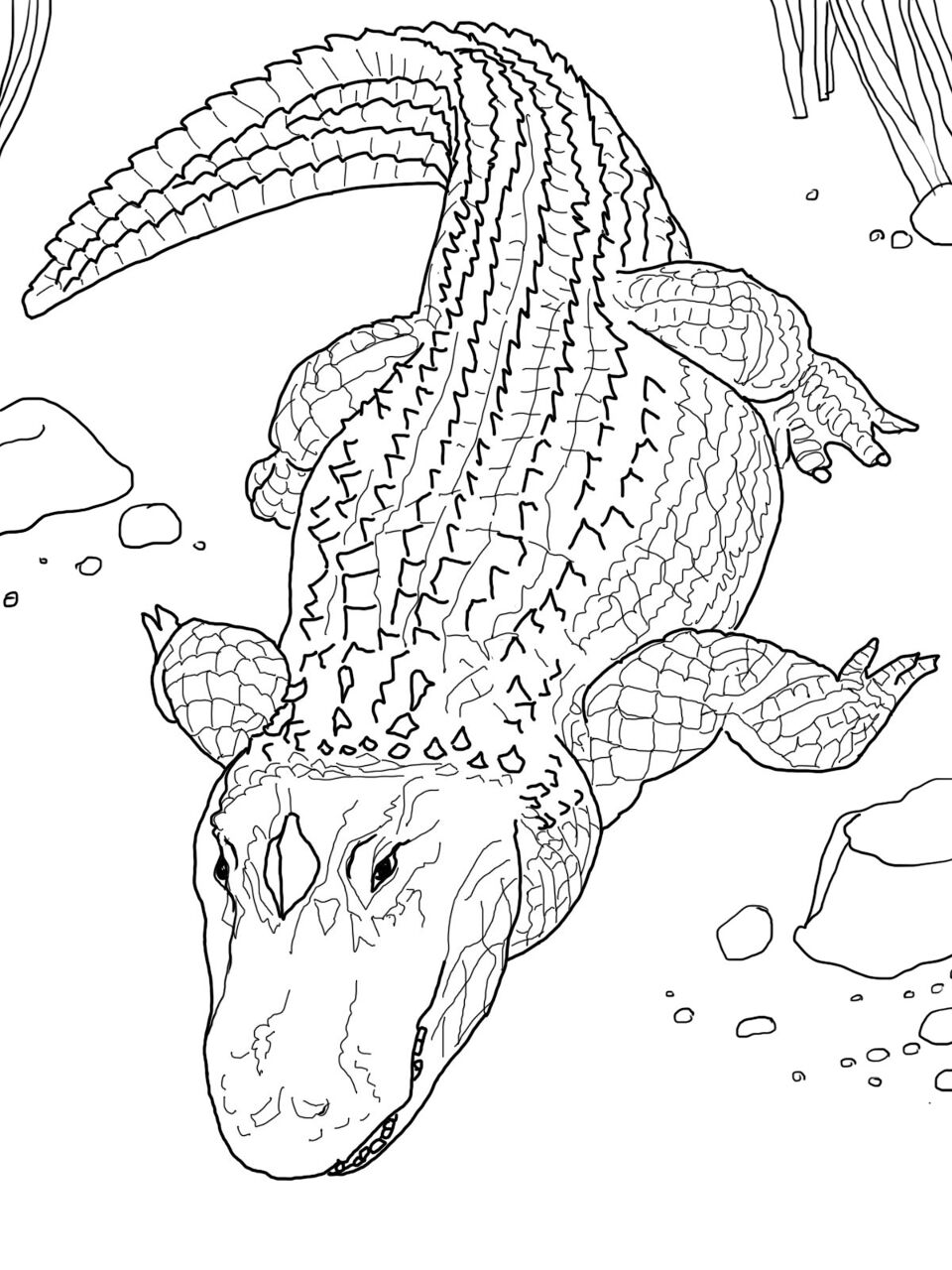 Desenho de Aligátor para colorir e imprimir: número 30
