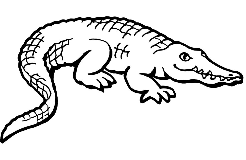 Desenho de Aligátor para colorir e imprimir: número 31