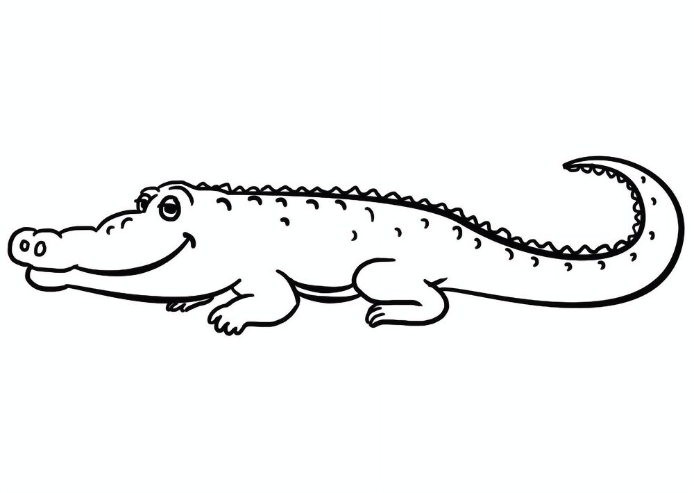 Desenho de Aligátor para colorir e imprimir: número 34