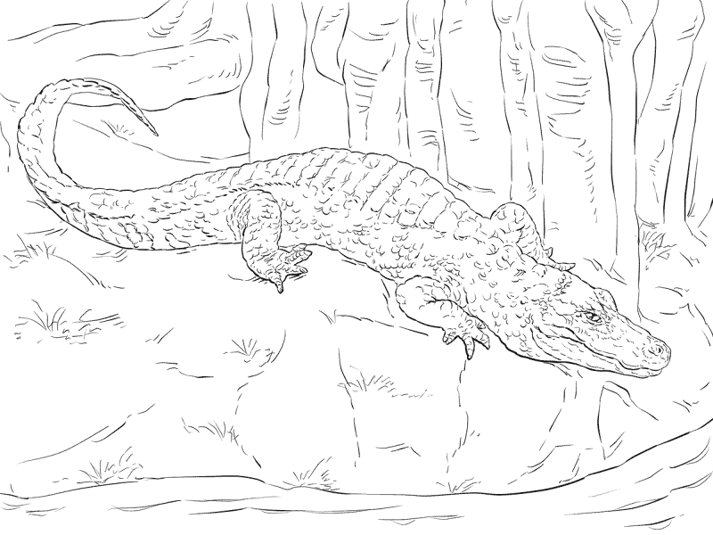 Desenho de Aligátor para colorir e imprimir: número 38