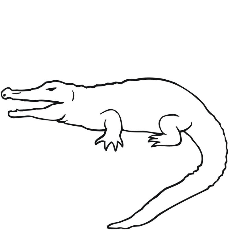 Desenho de Aligátor para colorir e imprimir: número 42