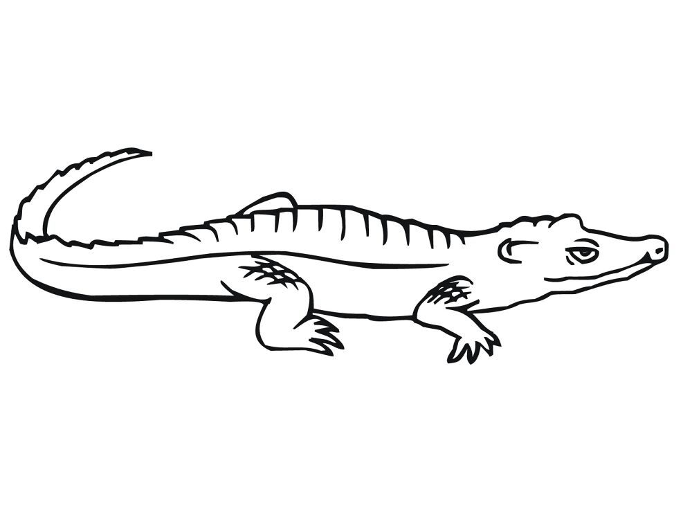 Desenho de Aligátor para colorir