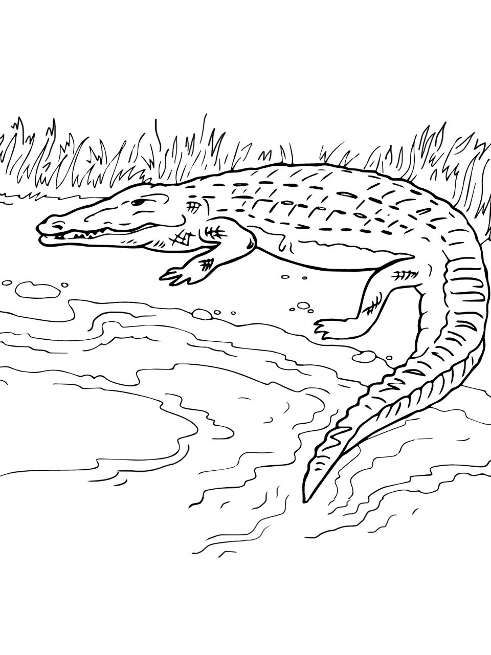 Desenho de Aligátor para colorir