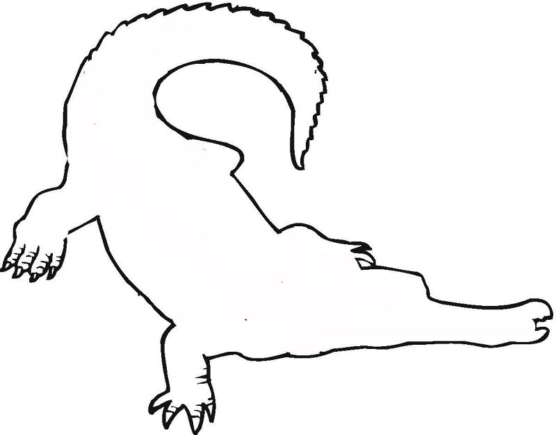Desenho de Aligátor para colorir